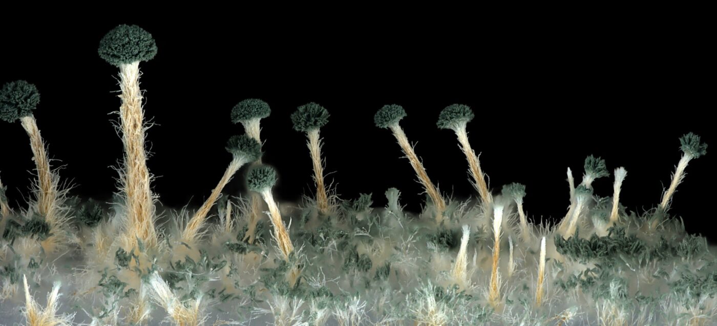 Talaromyces sp. nov., Bildgebung mit erweiterter Schärfentiefe zum Studium der Morphologie wachsender Pilze. Aufgenommen mit ZEISS Axio Zoom.V16 und ZEISS Axiocam 512 color.